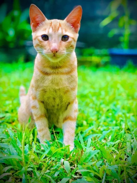 Eine Vertikale Aufnahme Einer Katze Die Auf Einem Rasen Vor — Stockfoto
