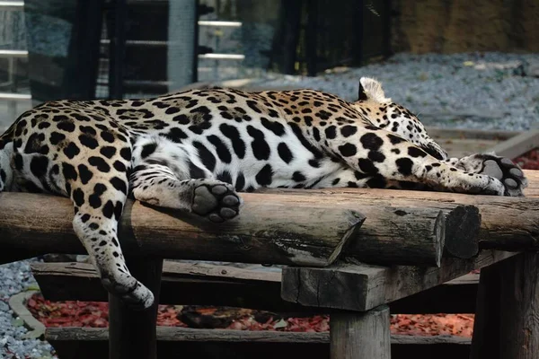Крупный План Ягуара Спящего Дереве Зоопарке — стоковое фото