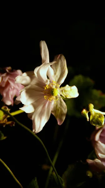 Close Uma Flor Anêmona Madeira Fundo Embaçado Suave — Fotografia de Stock