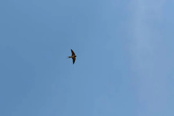 Malebný Pohled Vlaštovku Letící Vzduchu Modrém Pozadí Oblohy Jasného Slunečného — Stock fotografie