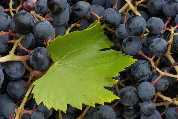 用叶子的普通葡萄做成的特写镜头 — 图库照片