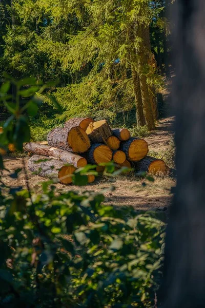 Вертикальний Постріл Вирізаних Колод Лісі — стокове фото