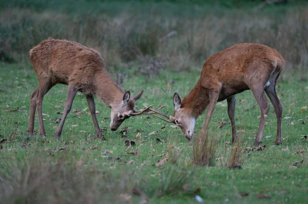 イギリスのルーティングシーズン中にアントラーと戦う赤い鹿のペア — ストック写真