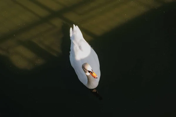 罗曼蒂亚池塘里的一只白色沉默天鹅 — 图库照片