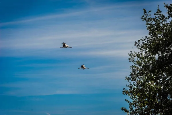 Cliché Angle Bas Quelques Cigognes Volant Contre Ciel Bleu Nuageux — Photo