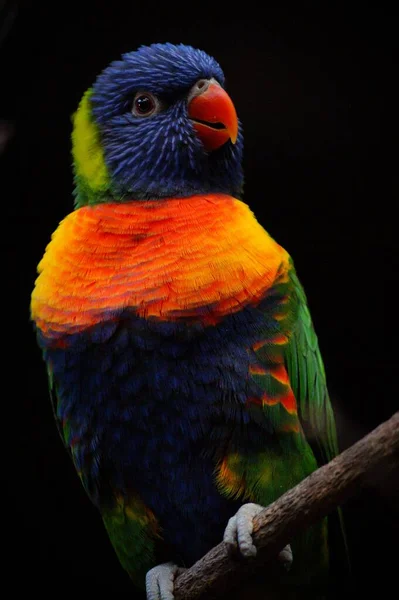 Pionowe Wybiórcze Skupienie Barwnej Papugi Stojącej Kawałku Drewna — Zdjęcie stockowe