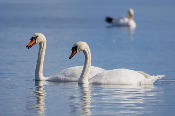 美しい湖で泳いでいる2人の優雅なミュートスワンと ぼやけた背景に見られる別の白鳥 — ストック写真