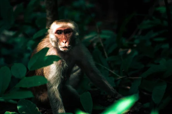 Beautiful View Monkey Jungle — Stock Photo, Image