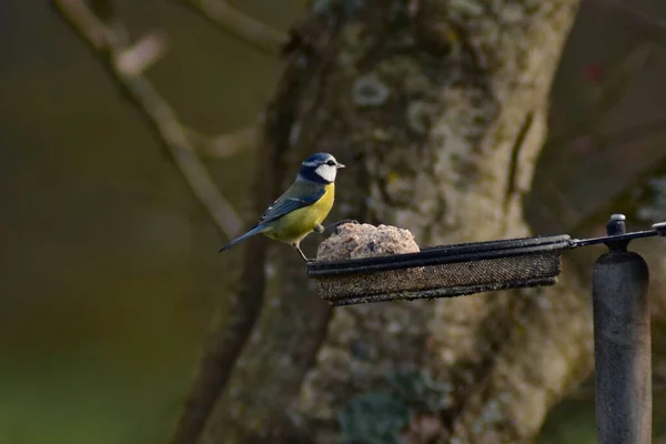 Eurasian Blue Tit Eating Fatballs Metal Bird Feeder Tree Branch — Fotografia de Stock