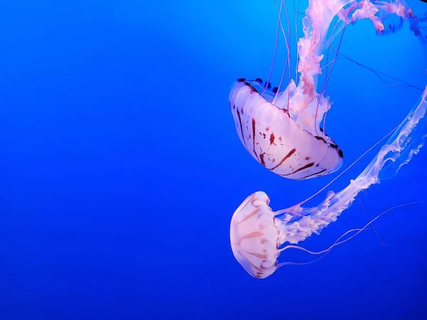 Две Розовые Медузы Плавают Воде Изолированные Голубом Фоне — стоковое фото