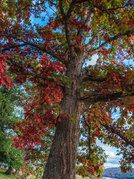 Ângulo Baixo Vertical Uma Árvore Frondosa Com Folhas Verdes Vermelhas — Fotografia de Stock