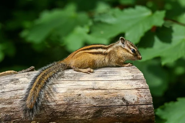 Pequeno Esquilo Castanho Deitado Sobre Madeira — Fotografia de Stock