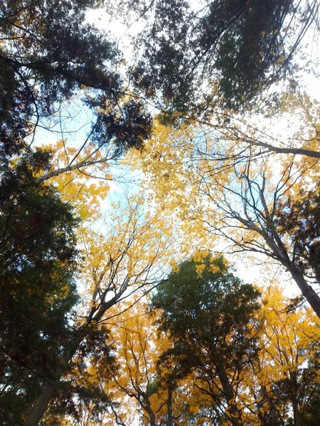 Svislý Nízký Úhel Záběru Stromů Lese — Stock fotografie