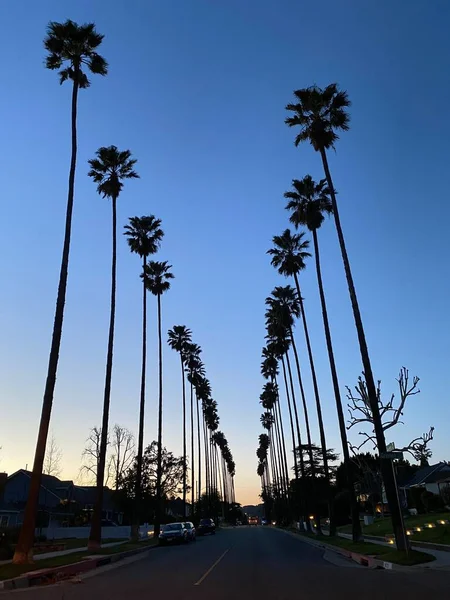 Een Verticaal Shot Van Palmbomen Langs Weg Gezien Tijdens Zonsondergang — Stockfoto