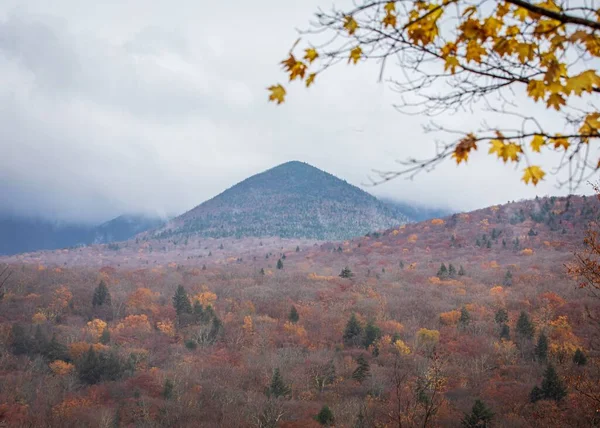 霧深い日を背景に丘のあるカラフルな秋の木々の風景 — ストック写真
