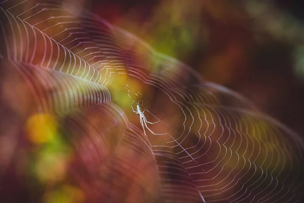 蜘蛛网中银纹蜘蛛 蒙大拿州Tetragnatha 的宏观照片 — 图库照片
