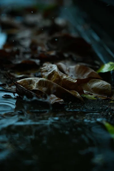 Вертикальный Вид Осенней Листвы Мокрой Земле — стоковое фото