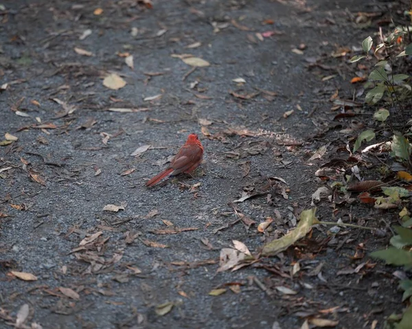 森林里的小红衣鸟 — 图库照片