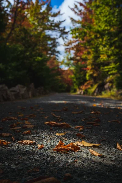 Caminho Outono Parque Nacional Acadia — Fotografia de Stock