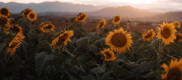 Ein Panoramablick Auf Schöne Sonnenblumen Auf Einem Feld Der Nähe — Stockfoto