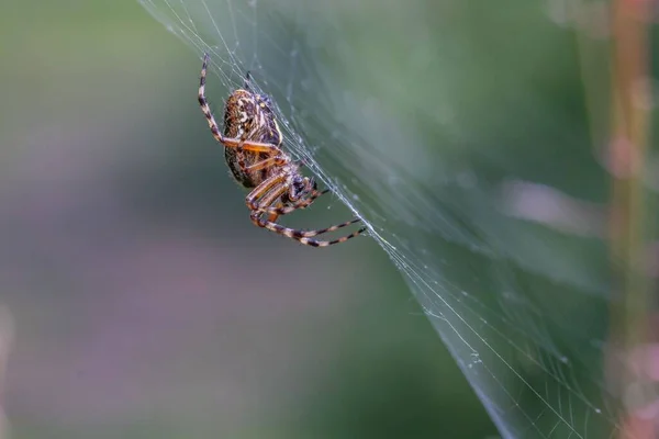 Krásný Výhled Pavouka Pavučině Rozmazaným Pozadím — Stock fotografie
