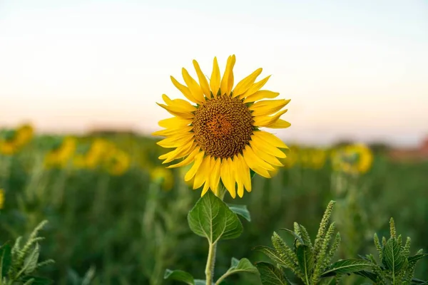 Eine Gelb Blühende Sonnenblume Garten — Stockfoto