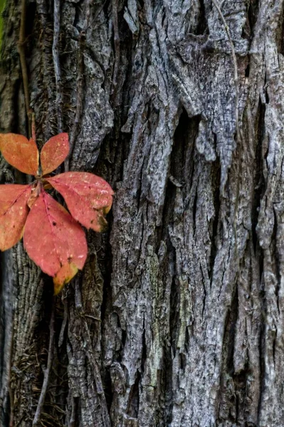 Closeup Vertical Shot Orange Autumn Leaves Tree Background — Stock Photo, Image