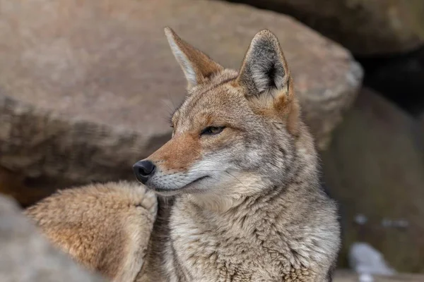 Eine Nahaufnahme Eines Kojoten Der Zur Seite Schaut Mit Einem — Stockfoto