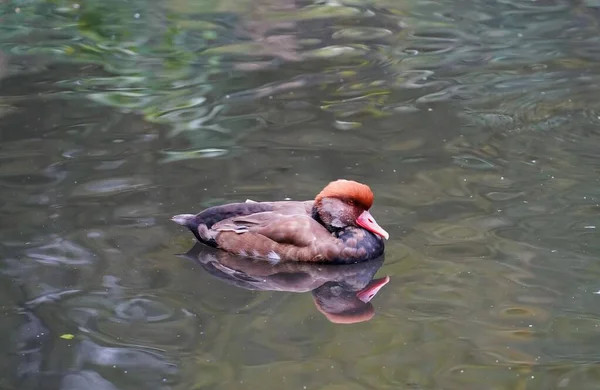 Nahaufnahme Eines Rotschopfpochards Der Auf Einem See Schwimmt — Stockfoto