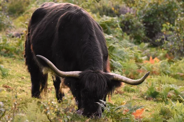 森の中の草原に放牧されているハイランド牛のクローズアップショット — ストック写真