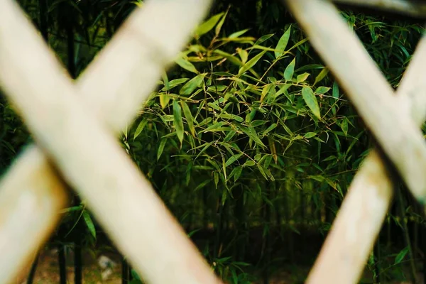 緑豊かな上海の百年公園の木の葉と緑は 木製の柵で見られます — ストック写真