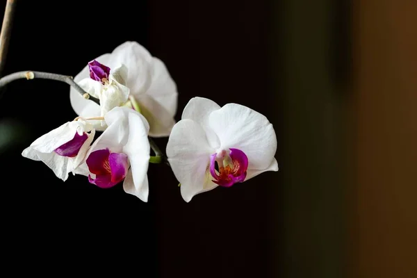 stock image A macro of the delicate moth orchid, phalaenopsis flowerheads against a blurred background