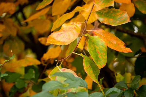 Eine Nahaufnahme Von Grünen Roten Und Orangen Blättern Herbst Wald — Stockfoto