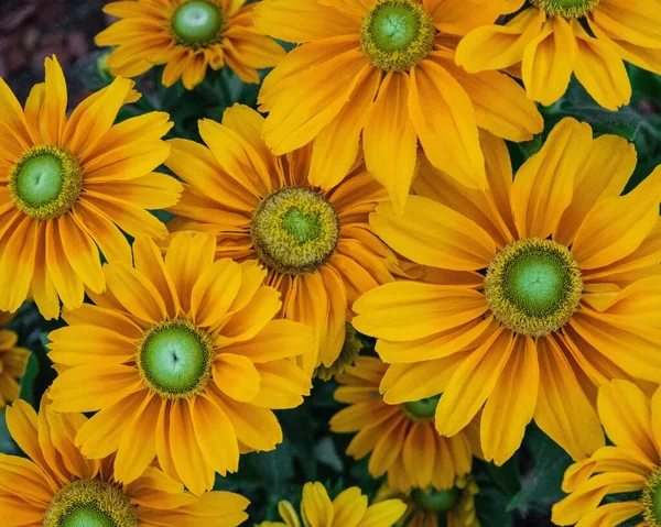 Las Hermosas Flores Amarillas Rudbeckia Hirta —  Fotos de Stock
