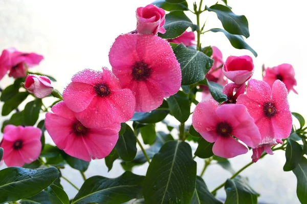 Eine Nahaufnahme Schöner Rosafarbener Vinca Blumen Voller Blüte Einem Garten — Stockfoto