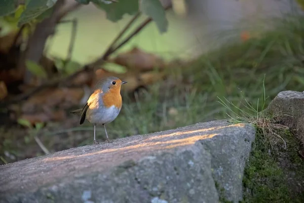 Mały Uroczy Ptak Rubinu Siedzący Kamieniu Ciągu Dnia — Zdjęcie stockowe