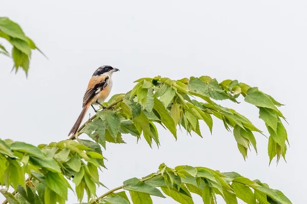 長い尾のショット青い空に対して木の上に休息シュリケ — ストック写真