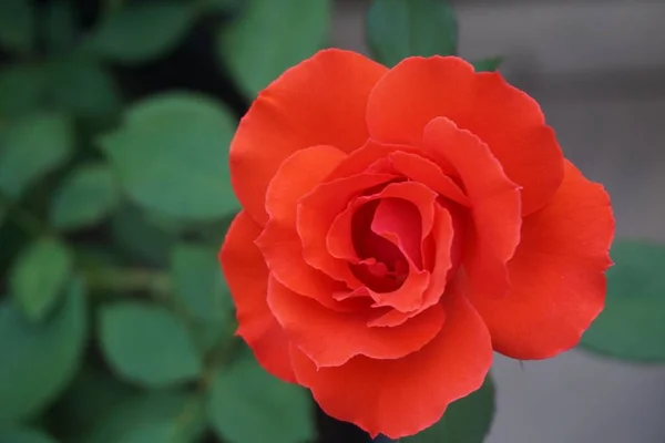 Closeup Shot Red Rose Garden Day — Foto de Stock