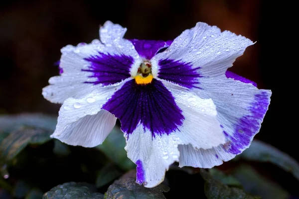 Eine Nahaufnahme Der Wassertropfen Auf Einer Stiefmütterchenblume Mit Unscharfem Hintergrund — Stockfoto