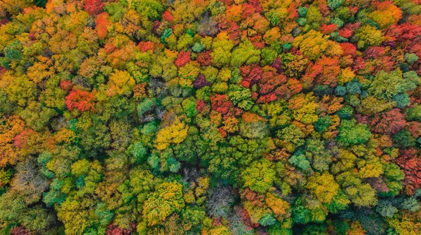 Ένα Μαγευτικό Τοπίο Φθινόπωρο Θέα Ένα Πολύχρωμο Δάσος Μια Ηλιόλουστη — Φωτογραφία Αρχείου