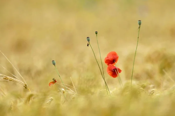 Bir Tarlada Yetişen Kırmızı Gelincik Çiçeklerinin Yakın Çekimi — Stok fotoğraf
