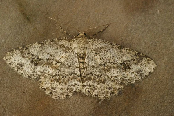 Detailed Closeup Small Engrailed Geometer Moth Ectropis Crepuscularia Sitting Spread — Stock Photo, Image