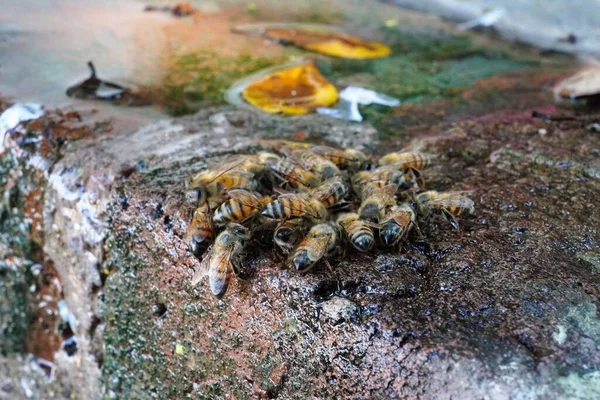 蜜蜂从潮湿的石头上取水 — 图库照片