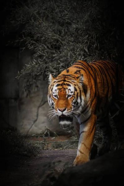 Вертикальный Снимок Амурского Тигра Идущего Темноте Лесу — стоковое фото