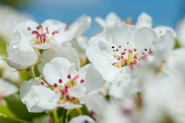 Closeup Shot Blooming White Cherry Blossom Flowers Tree — Stock Photo, Image