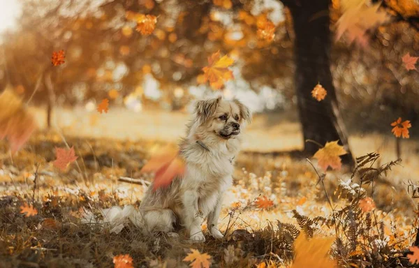 Retrato Pequeno Cão Bonito Sentado Jardim Outono Com Folhas Amarelas — Fotografia de Stock