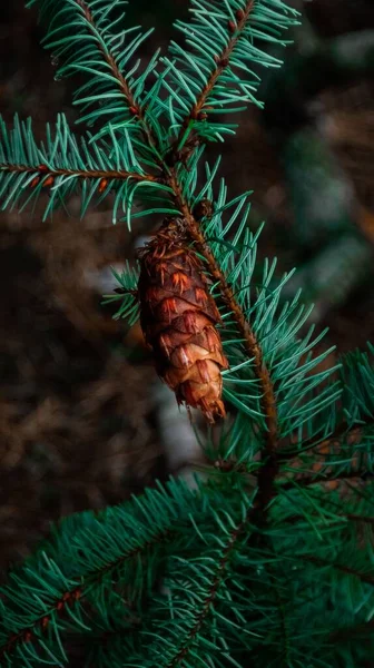 Çam Ağacının Dalında Kahverengi Bir Kozalağın Dikey Yakın Çekimi — Stok fotoğraf