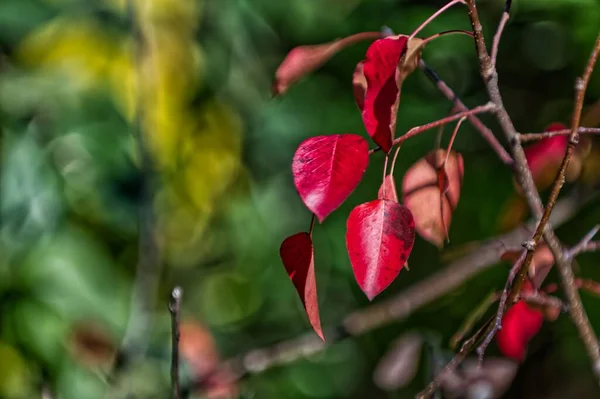 Közeli Vörös Őszi Levelek Elmosódott Háttér — Stock Fotó