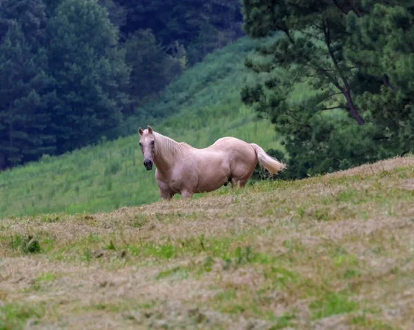 Vit Häst Ett Naturskönt Fält — Stockfoto