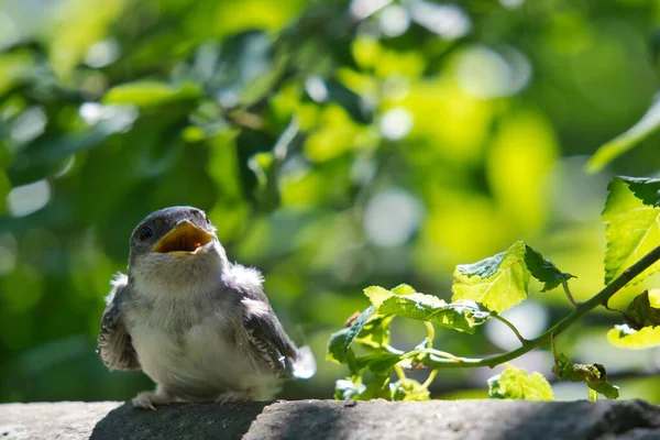 石の柵の上にくちばしを開いてかわいい赤ちゃんの鳥のクローズアップショット — ストック写真